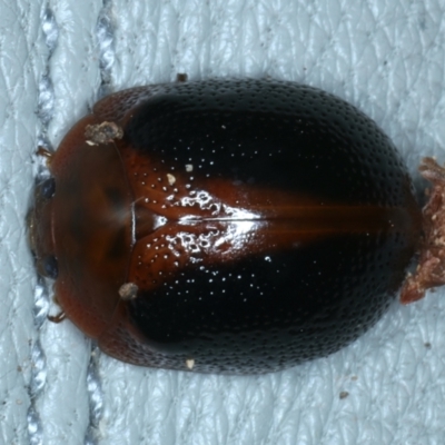 Dicranosterna immaculata (Acacia leaf beetle) at Hackett, ACT - 6 Jan 2022 by jb2602