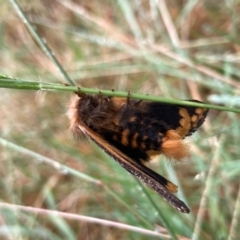 Epicoma contristis (Yellow-spotted Epicoma Moth) at Flynn, ACT - 8 Jan 2022 by Rosie