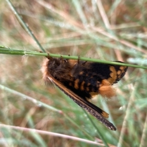 Epicoma contristis at Flynn, ACT - 8 Jan 2022 09:48 AM