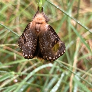 Epicoma contristis at Flynn, ACT - 8 Jan 2022 09:48 AM