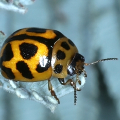 Peltoschema oceanica (Oceanica leaf beetle) at Hackett, ACT - 6 Jan 2022 by jbromilow50