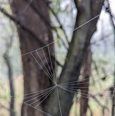 Unidentified Spider (Araneae) at Mount Majura - 7 Jan 2022 by sbittinger
