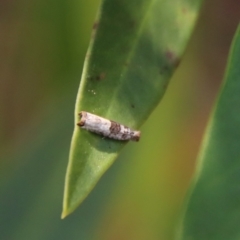 Spilonota constrictana (A Tortricid moth) at Moruya, NSW - 8 Jan 2022 by LisaH