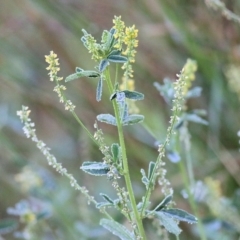 Melilotus indicus (Hexham Scent) at Merimbula, NSW - 1 Jan 2022 by KylieWaldon