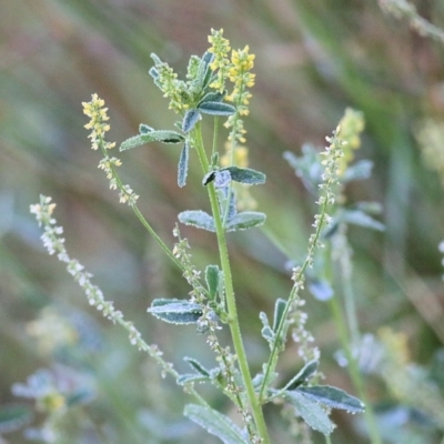 Melilotus indicus (Hexham Scent) at Merimbula, NSW - 1 Jan 2022 by KylieWaldon