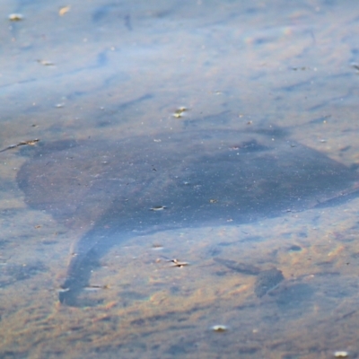 Unidentified Shark / Ray at Merimbula, NSW - 31 Dec 2021 by KylieWaldon