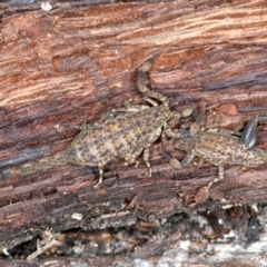 Lychas marmoreus (Little Marbled Scorpion) at Hackett, ACT - 6 Jan 2022 by jb2602