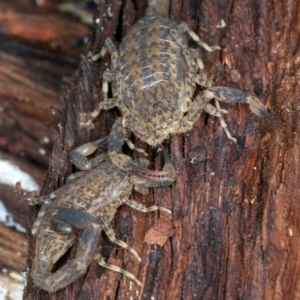 Lychas marmoreus at Hackett, ACT - 6 Jan 2022 11:32 AM