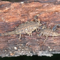 Lychas marmoreus at Hackett, ACT - 6 Jan 2022 11:32 AM