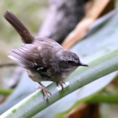 Sericornis frontalis (White-browed Scrubwren) at Merimbula, NSW - 1 Jan 2022 by KylieWaldon