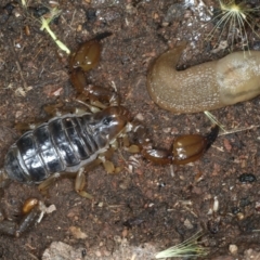 Urodacus manicatus (Black Rock Scorpion) at Mount Ainslie - 6 Jan 2022 by jb2602