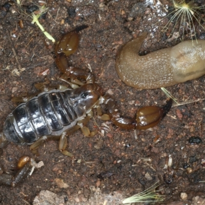 Urodacus manicatus (Black Rock Scorpion) at Hackett, ACT - 6 Jan 2022 by jb2602