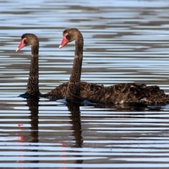 Cygnus atratus (Black Swan) at Merimbula, NSW - 1 Jan 2022 by KylieWaldon