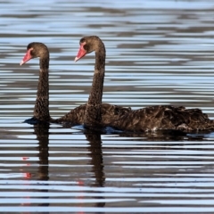 Cygnus atratus (Black Swan) at Merimbula, NSW - 31 Dec 2021 by KylieWaldon