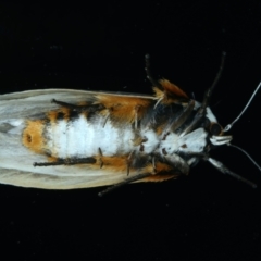 Maroga melanostigma at Ainslie, ACT - 6 Jan 2022