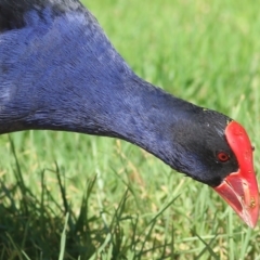 Porphyrio melanotus (Australasian Swamphen) at Pambula, NSW - 1 Jan 2022 by KylieWaldon