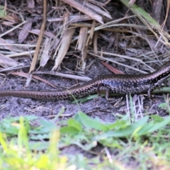 Eulamprus heatwolei (Yellow-bellied Water Skink) at Pambula, NSW - 1 Jan 2022 by KylieWaldon