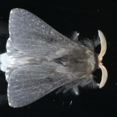 Symphyta nyctopis (A Bombycoid Moth (Lasiocampinae)) at Ainslie, ACT - 4 Jan 2022 by jb2602