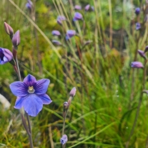 Thelymitra cyanea at Cotter River, ACT - 8 Jan 2022