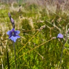 Thelymitra cyanea at Cotter River, ACT - 8 Jan 2022