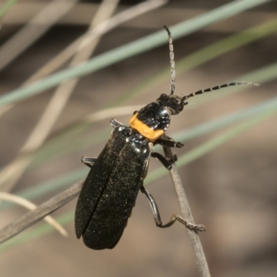 Chauliognathus lugubris (Plague Soldier Beetle) at Mount Clear, ACT - 17 Dec 2021 by AlisonMilton