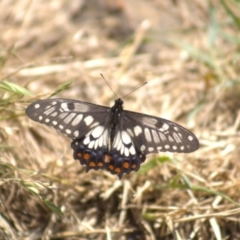 Papilio anactus (Dainty Swallowtail) at Cook, ACT - 8 Jan 2022 by Amy