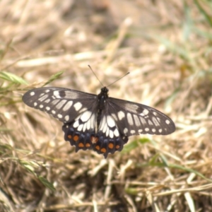 Papilio anactus at Cook, ACT - 8 Jan 2022