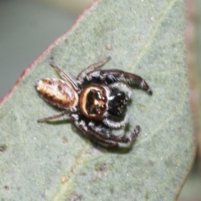 Opisthoncus sexmaculatus (Six-marked jumping spider) at Mount Clear, ACT - 17 Dec 2021 by AlisonMilton