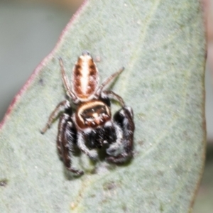 Opisthoncus sexmaculatus at Mount Clear, ACT - 17 Dec 2021