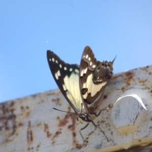 Charaxes sempronius at Cook, ACT - 8 Jan 2022 01:05 PM