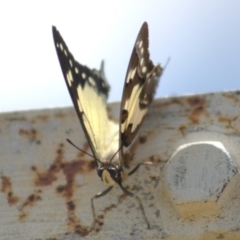 Charaxes sempronius at Cook, ACT - 8 Jan 2022 01:05 PM