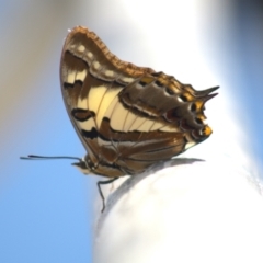 Charaxes sempronius at Cook, ACT - 8 Jan 2022 01:05 PM