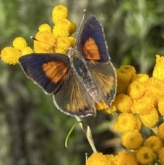 Paralucia pyrodiscus (Fiery Copper) at Googong, NSW - 8 Jan 2022 by Steve_Bok