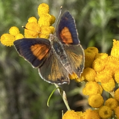 Paralucia pyrodiscus (Fiery Copper) at Googong, NSW - 8 Jan 2022 by SteveBorkowskis