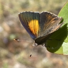 Paralucia pyrodiscus at Googong, NSW - 8 Jan 2022