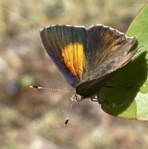 Paralucia pyrodiscus at Googong, NSW - 8 Jan 2022