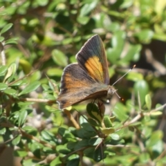 Paralucia pyrodiscus at Googong, NSW - 8 Jan 2022