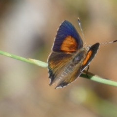 Paralucia pyrodiscus at Googong, NSW - 8 Jan 2022