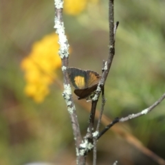 Paralucia pyrodiscus at Googong, NSW - 8 Jan 2022