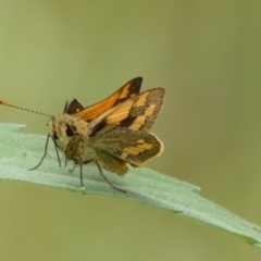 Ocybadistes walkeri (Green Grass-dart) at Jerrabomberra, NSW - 7 Jan 2022 by Steve_Bok