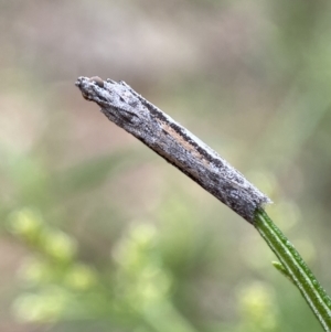 Phycitinae (subfamily) at Jerrabomberra, NSW - 8 Jan 2022