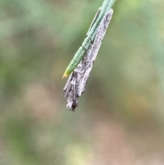 Phycitinae (subfamily) at Jerrabomberra, NSW - 8 Jan 2022