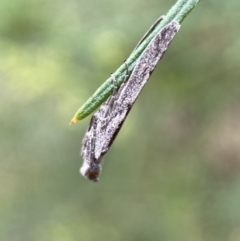 Phycitinae (subfamily) at Jerrabomberra, NSW - 8 Jan 2022