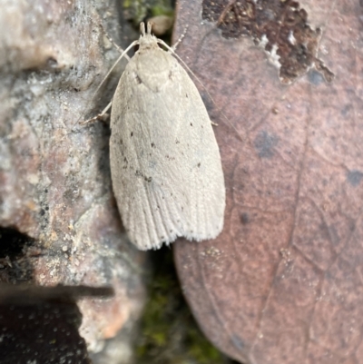 Chezala privatella (A Concealer moth) at Jerrabomberra, NSW - 7 Jan 2022 by Steve_Bok