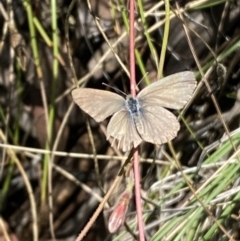 Zizina otis at Jerrabomberra, NSW - 8 Jan 2022 11:50 AM