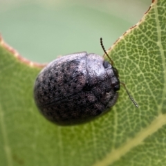 Trachymela sp. (genus) (Brown button beetle) at Jerrabomberra, NSW - 7 Jan 2022 by Steve_Bok