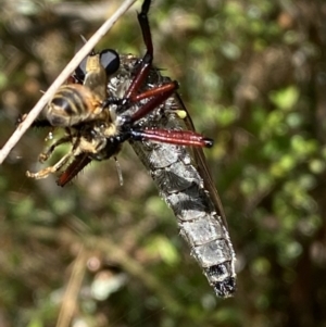 Chrysopogon sp. (genus) at Jerrabomberra, NSW - 8 Jan 2022