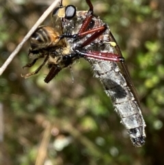 Chrysopogon sp. (genus) at Jerrabomberra, NSW - 8 Jan 2022