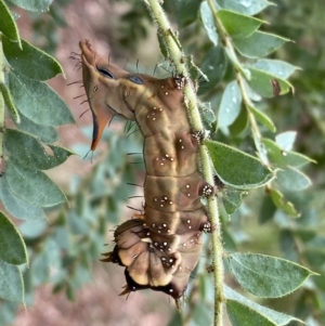 Neola semiaurata at Googong, NSW - 8 Jan 2022 10:37 AM