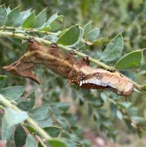 Neola semiaurata at Googong, NSW - 8 Jan 2022 10:37 AM